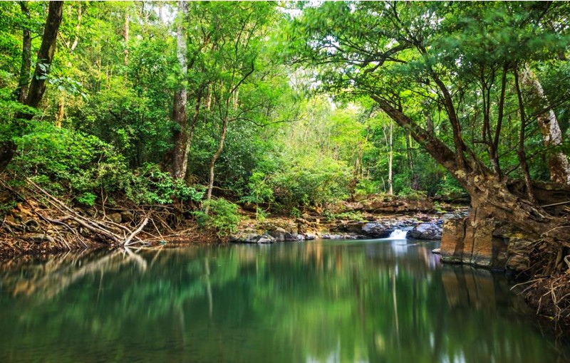 Khám phá Vườn quốc gia Bù Gia Mập: Viên ngọc xanh của Đông Nam Bộ